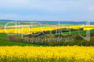 Wheat and Rapeseed Fields of South Moravia