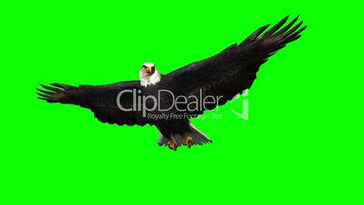 eagle in gliding 1