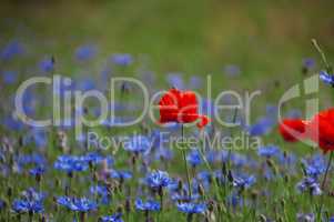 Field with blue flowers with cornflowers and red poppy, summer d
