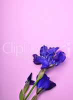 blue iris on a pink surface