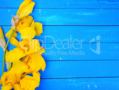 Blossoming yellow iris on a blue wooden background