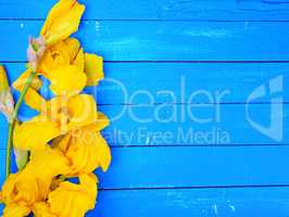 Blossoming yellow iris on a blue wooden background