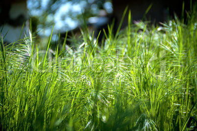 Background of green grass