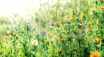 Flower background with sun beams