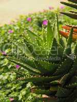 Close up of Aloe vera