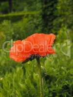 Close up of a poppy