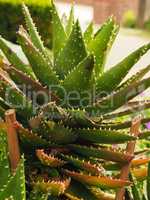 Close up of a Aloe vera