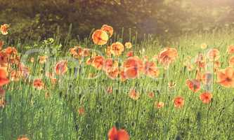 Field of poppies with sun beam