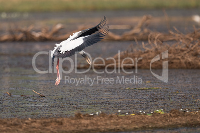 Asian open-billed stork beats wings while landing