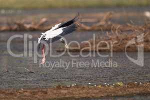 Asian open-billed stork beats wings while landing