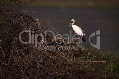 Asian open-billed stork by pile of branches
