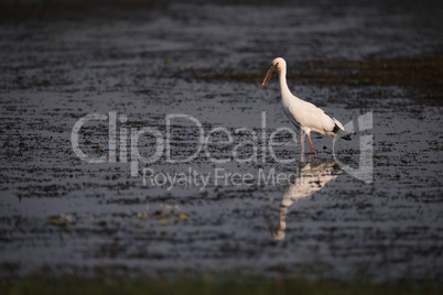 Asian open-billed stork in shallows with reflection