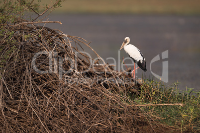 Asian open-billed stork on branches by lake