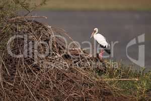 Asian open-billed stork on branches by lake