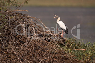Asian open-billed stork opens beak by lake