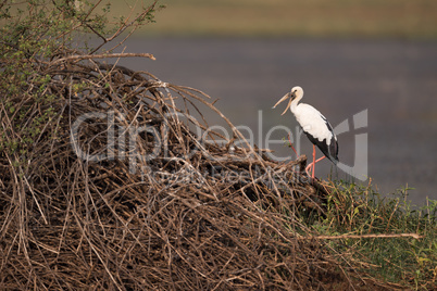 Asian open-billed stork opening beak by lake