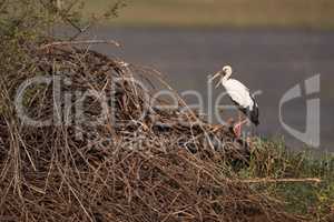 Asian open-billed stork opening beak by lake