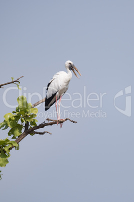 Asian open-billed stork perched under blue sky