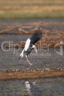 Asian open-billed stork stretches legs to land