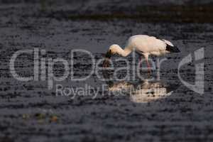 Asian open-billed stork with beak in water