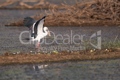 Asian open-billed stork stretching wings in shallows