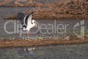 Asian open-billed stork stretching wings in shallows