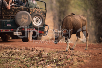 Baby Indian gaur crosses track past jeeps