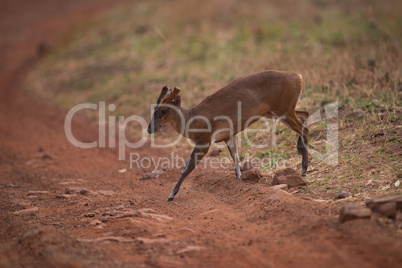Barking deer crossing dirt track in shade