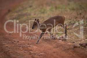 Barking deer crossing dirt track in shade