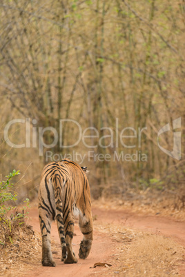 Bengal tiger at bend in woodland track