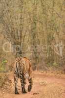 Bengal tiger at bend in woodland track