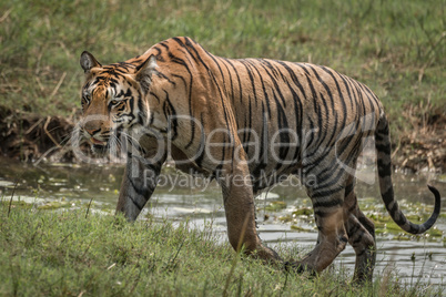 Bengal tiger climbing riverbank right-to-left in sunshine