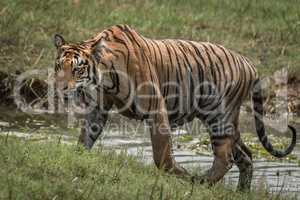 Bengal tiger climbing riverbank right-to-left in sunshine