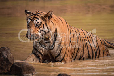 Bengal tiger climbs out of water hole