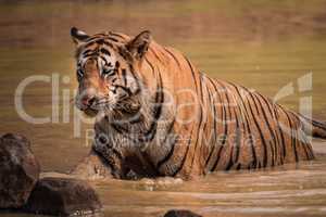 Bengal tiger climbs out of water hole