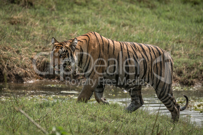 Bengal tiger climbs riverbank right-to-left in sunshine