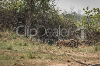 Bengal tiger crosses meadow with bushes behind