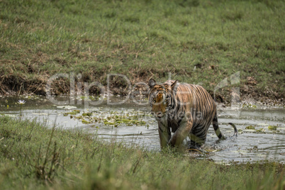 Bengal tiger crosses stream in sunny meadow