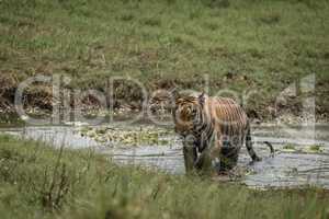 Bengal tiger crosses stream in sunny meadow