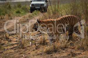 Bengal tiger crossing track with jeep behind