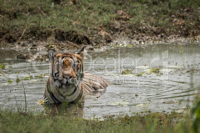 Bengal tiger in stream looking at camera