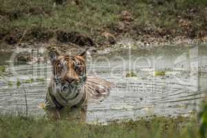 Bengal tiger in stream looking at camera