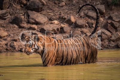 Bengal tiger in water with dripping tail
