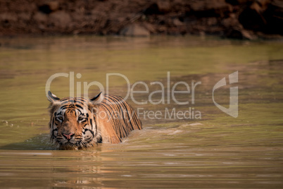 Bengal tiger leaves wake in water hole
