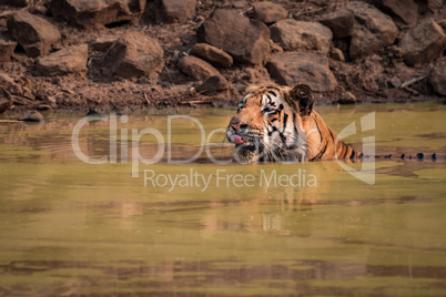 Bengal tiger licks lips in water hole