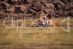 Bengal tiger licks lips in water hole