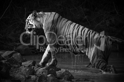 Bengal tiger leaves water hole in mono