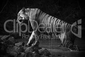 Bengal tiger leaves water hole in mono