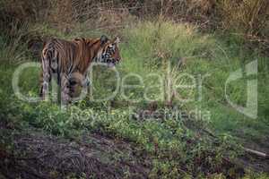 Bengal tiger looks out from grassy hill