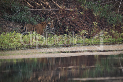 Bengal tiger looks out over smooth water